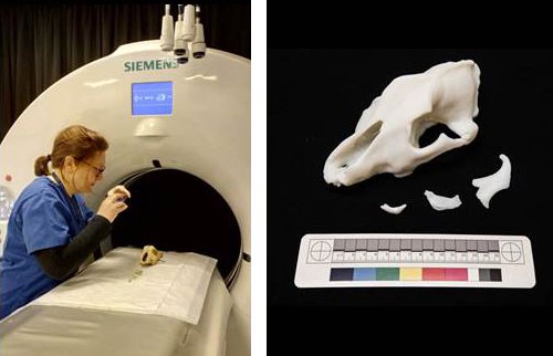 Left: The skull is CT-scanned by Titziana Liuti at Edinburgh University’s Royal (Dick) School of Veterinary Studies. Right: 3D print of the skull from a laser scan.