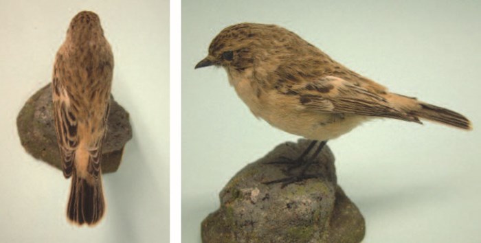 Female Siberian Stonechat from the Baxter and Rintoul collection