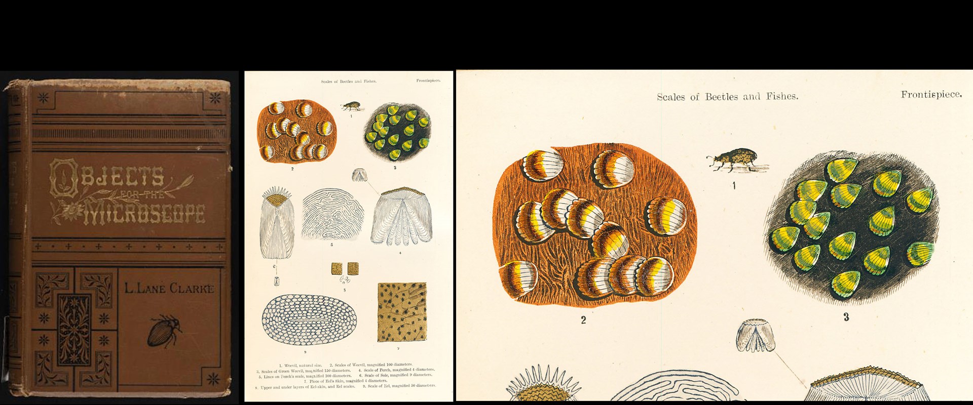 Cover and page from 'Objects for the Microscope'  by Louisa Lane Clarke (1887)