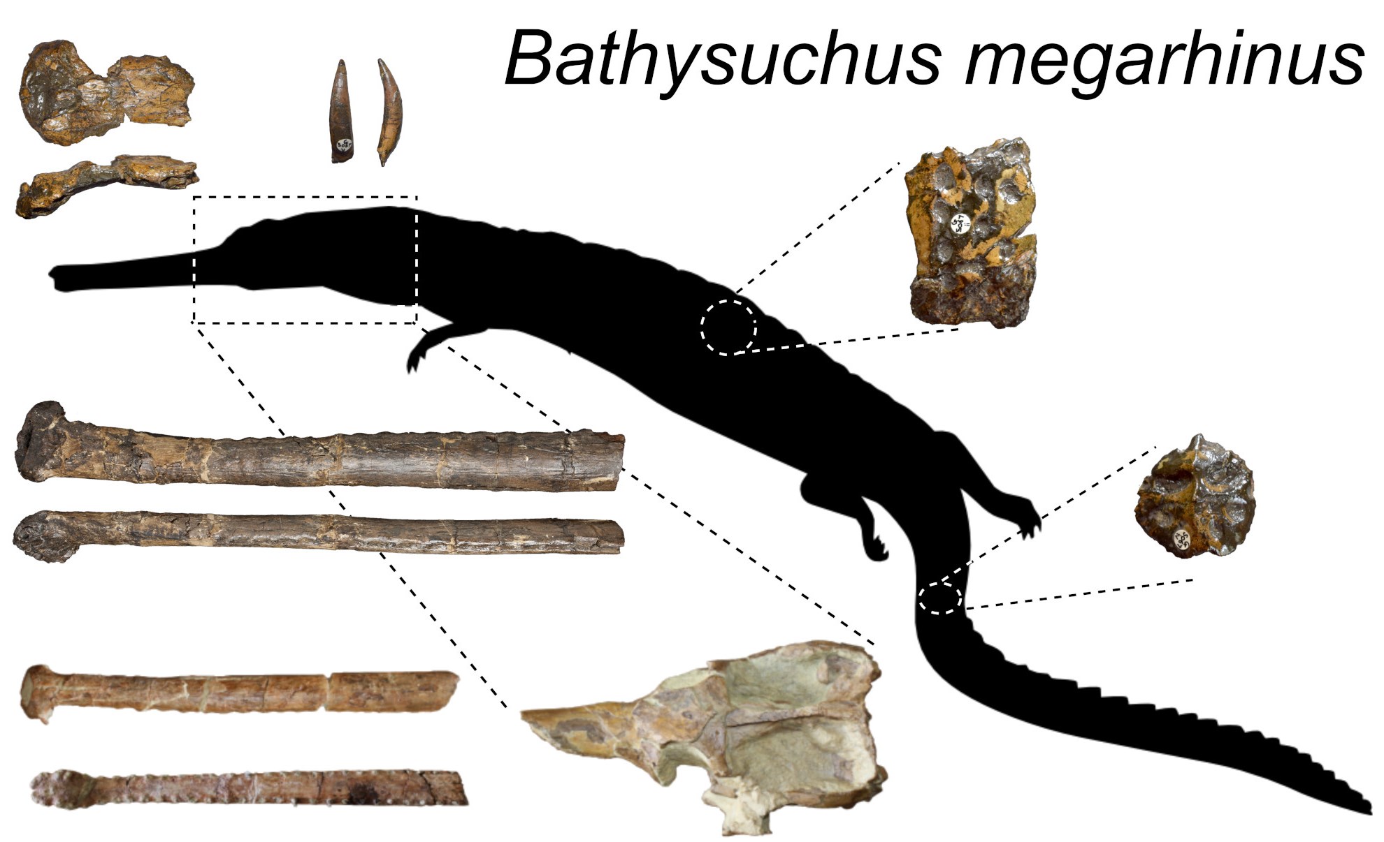 Collection of specimens referred to as Bathysuchus megarhinus
