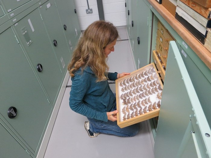 Katty is a Collections Volunteer within our Natural Sciences department 