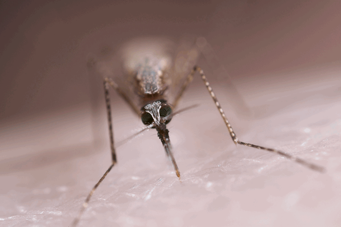 Female malaria mosquito blood feeding