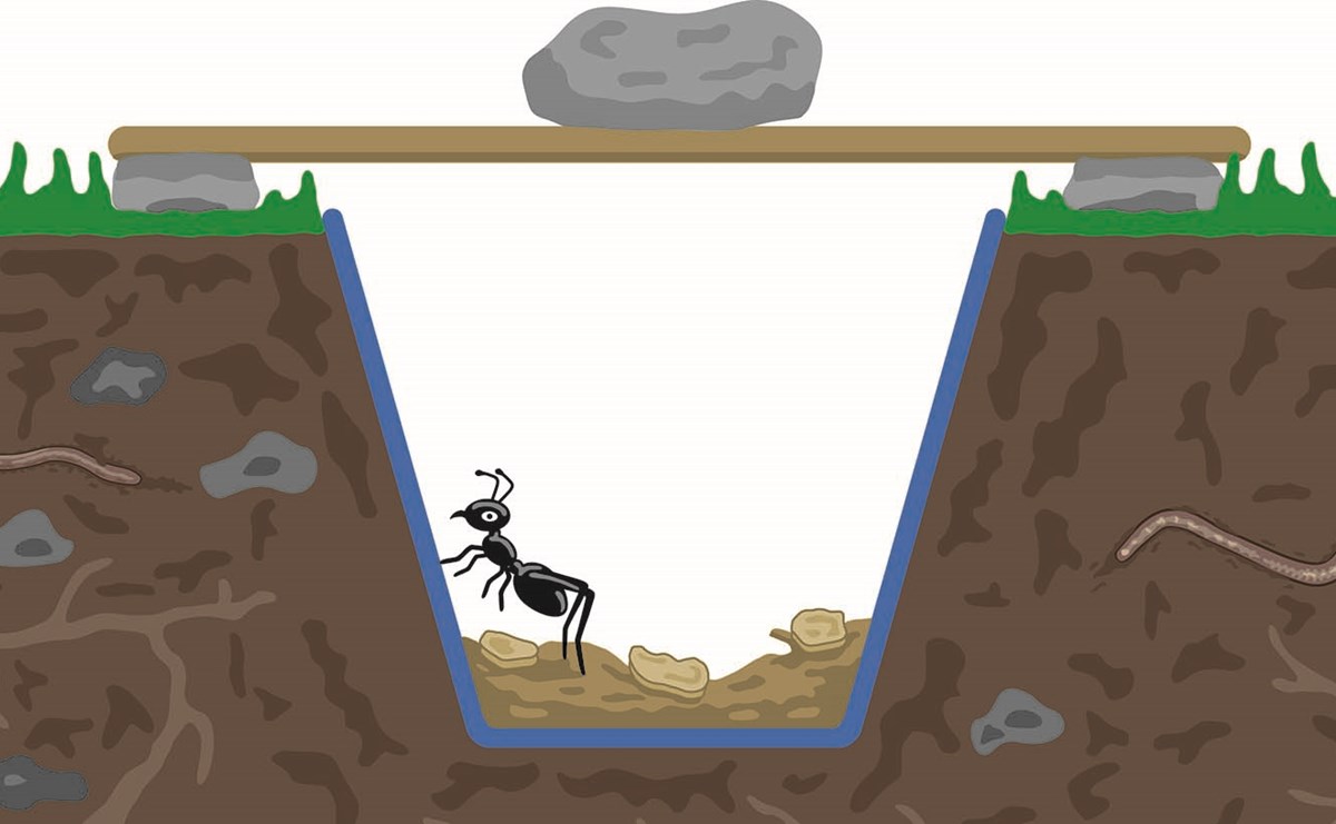 Bug Pitfall Illustration For Web