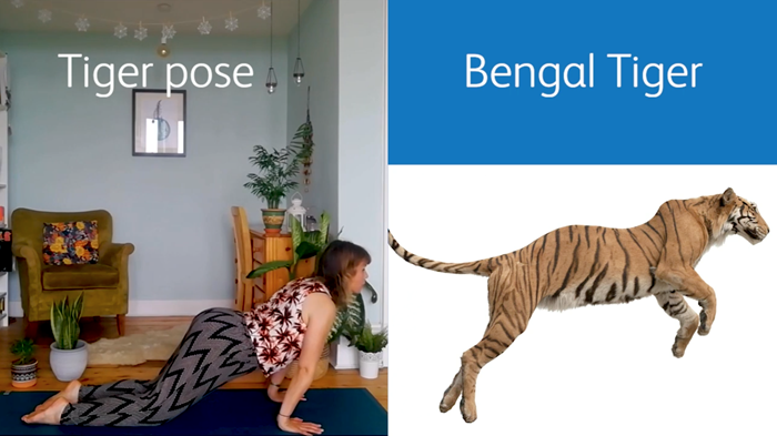 Leaping tiger pose inspired by the Bengal Tiger