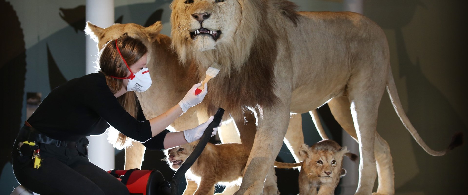 A person in a dust mask brushes dust out of a lion's mane with a paintbrush.