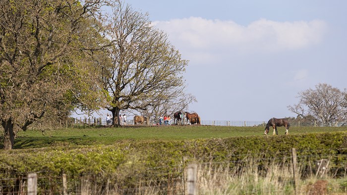 A grassy field with visitors feeding horses in the distance.