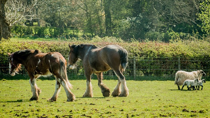 Two Clydesdale horses and a sheep and two lambs in a grassy field.