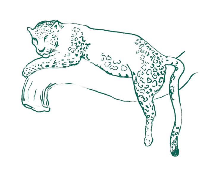 Line drawing of a leopard lying on the branch of a tree