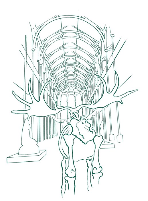 Link drawing of the skeleton of an Elk standing in a large museum gallery space