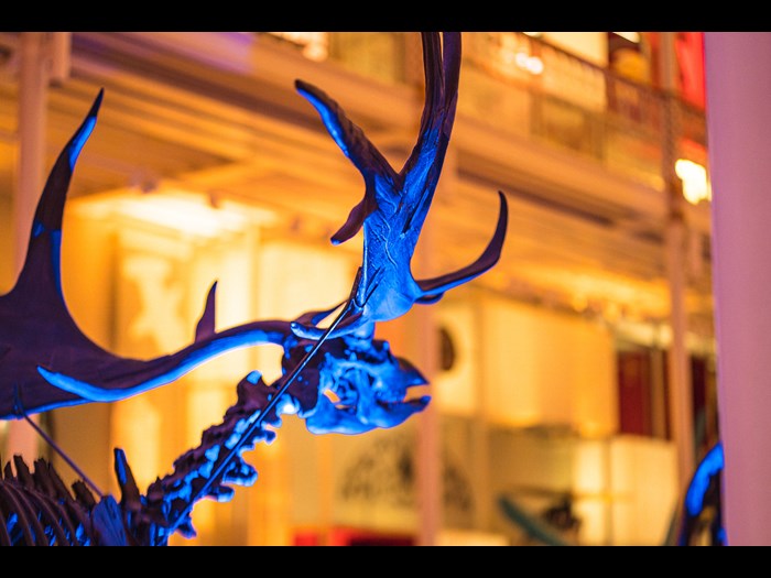 Our giant deer looks on in the Grand Gallery at the National Museum of Scotland.
