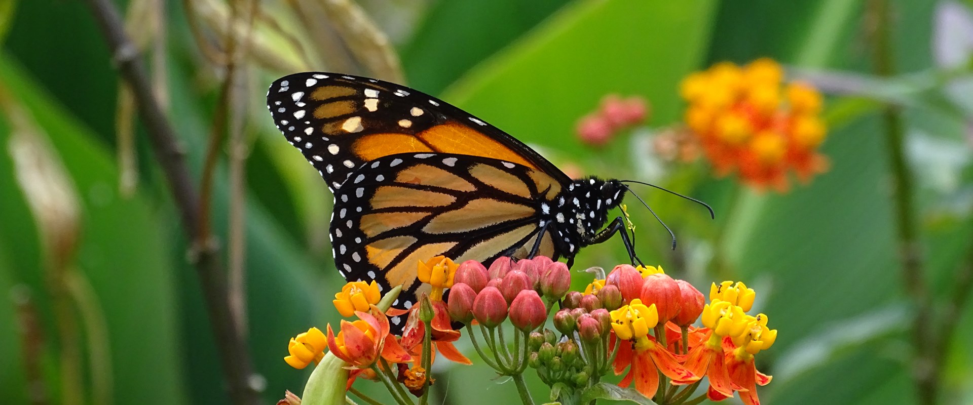 Everything to know about the queen butterfly