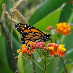 Monarch butterfly on a flower in Costa Rica.