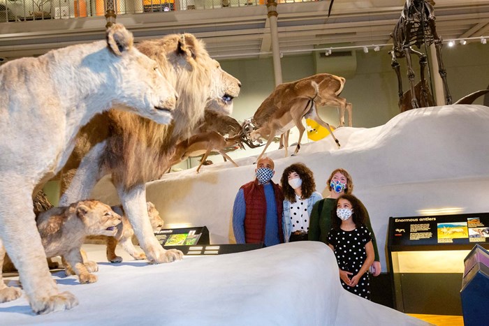 A family look at a life-sized pride of taxidermied lions in the Animal World gallery.