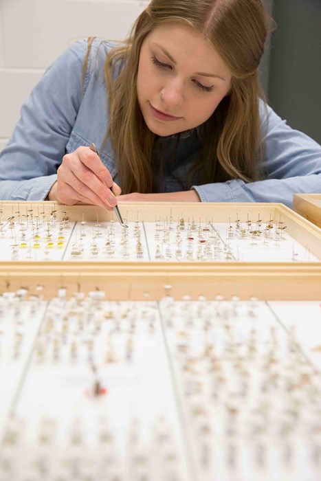 An entomologist placing a specimen on a tray for display and storage.