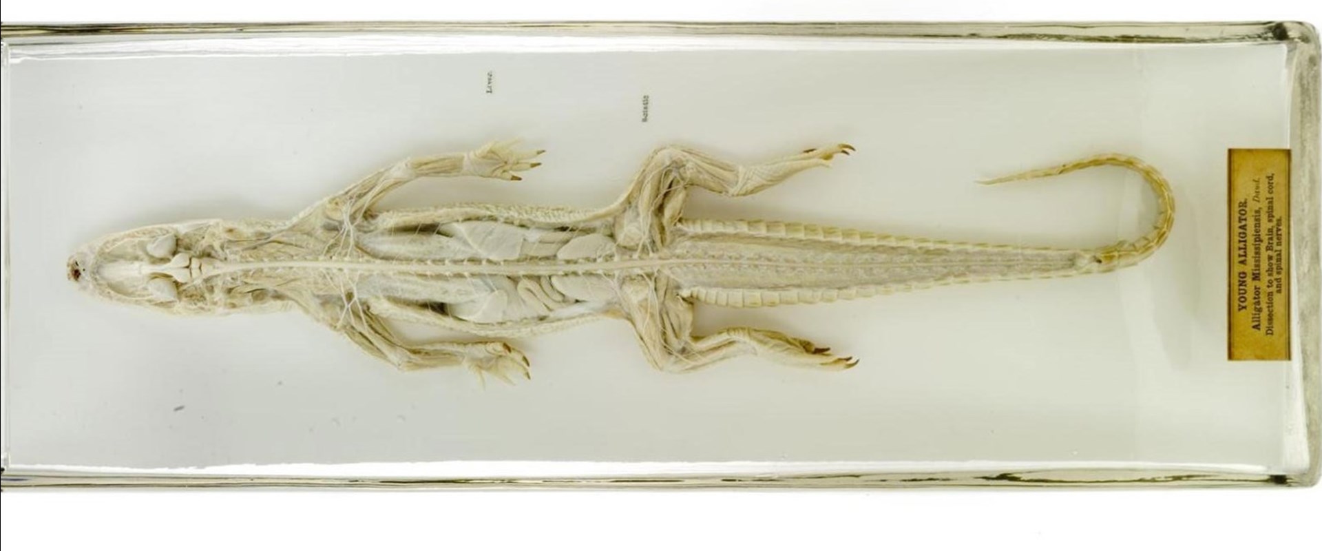Alligator Specimen 1