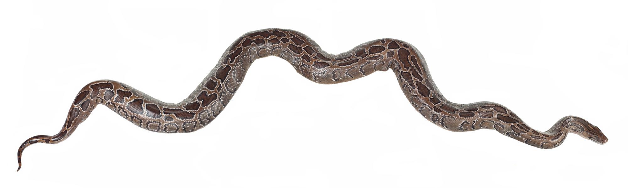 Python molurus bivittatus Kuhl, 1820, burmese python 
