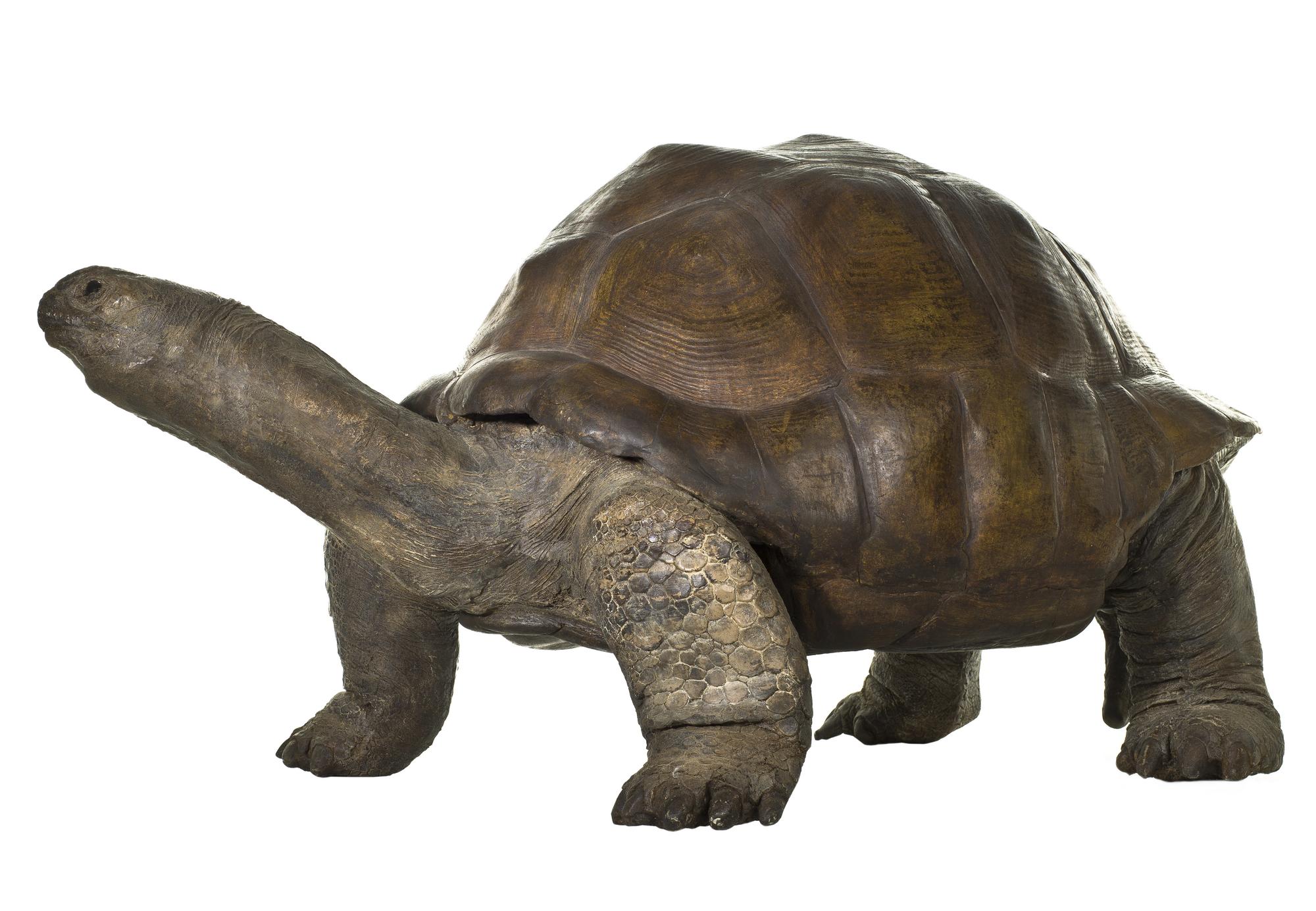 Aldabran sp., giant tortoise, cast 