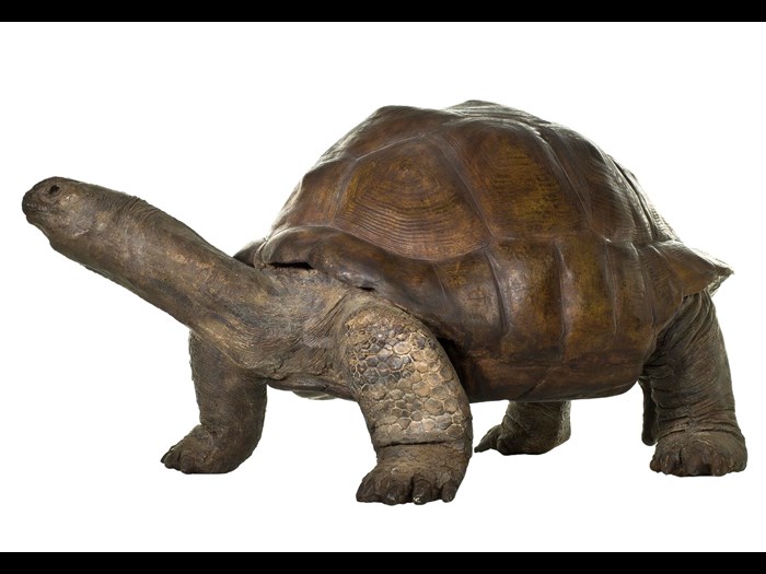Aldabran sp., giant tortoise, cast 
