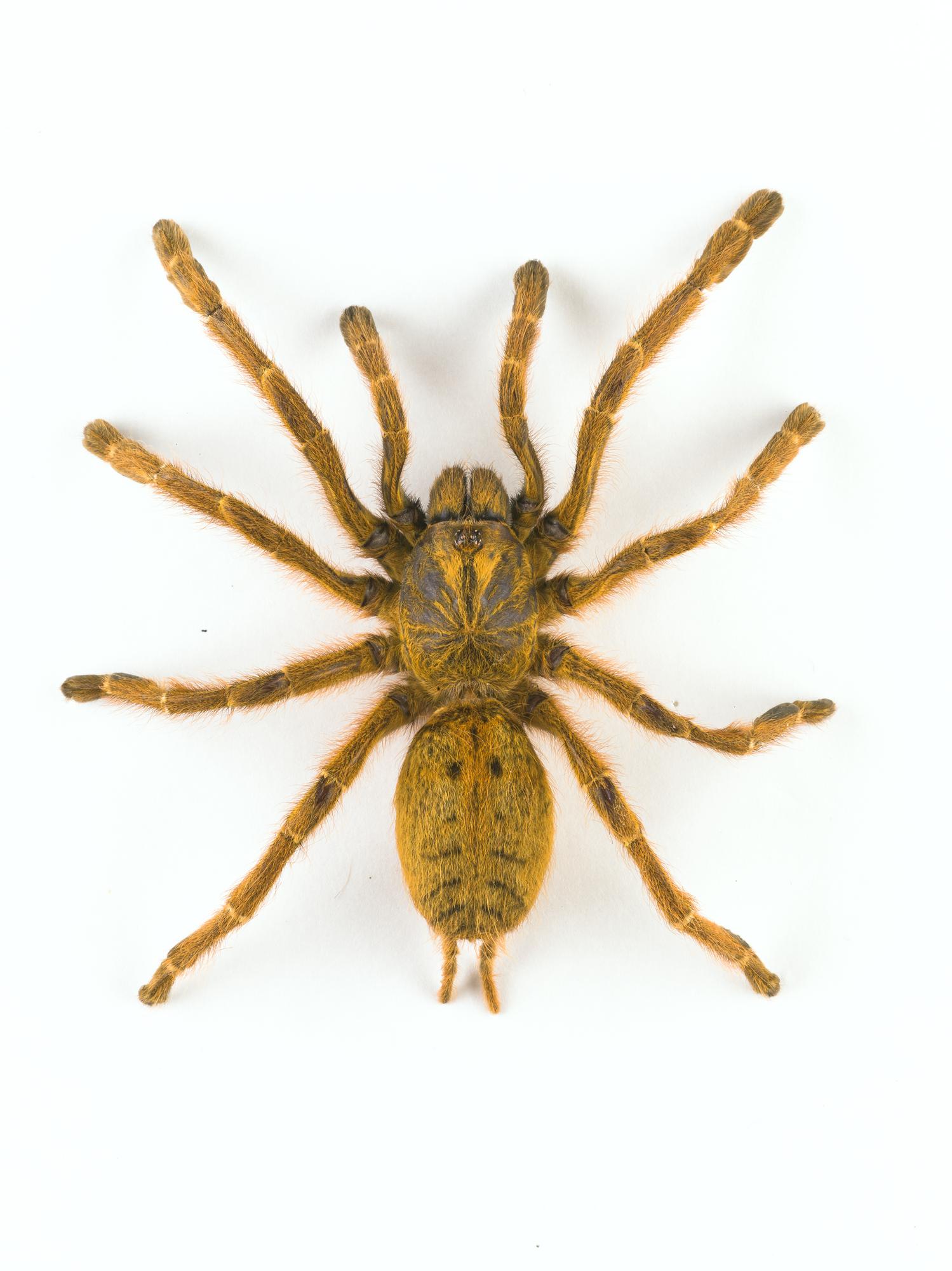 Pterinochilus sp., tarantula, dried specimen 