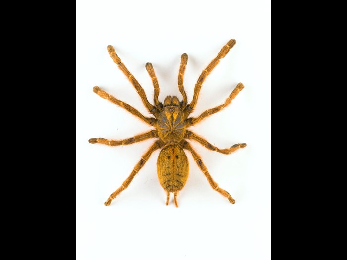 Pterinochilus sp., tarantula, dried specimen 