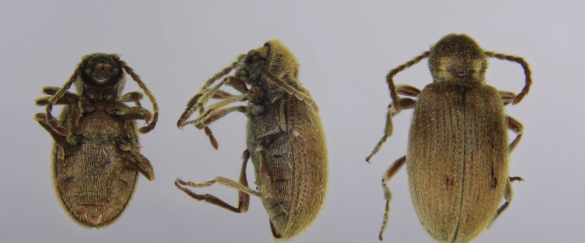 Australian Spider Beetles Ptinus Tectus
