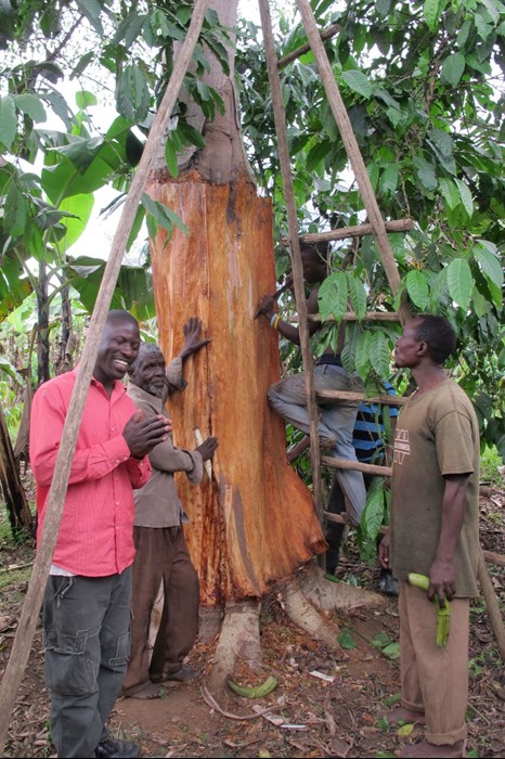 Four men strip bark from a tree under lush green foliage. One is making a cut, one pressing on the tree, one is speaking and smiling, and one is observing.
