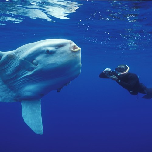 An Ocean sunfish and a scuba diver