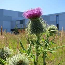 A thistle (Cirsium vulgare) at the National Museums Collection Centre © Ashleigh Whiffin