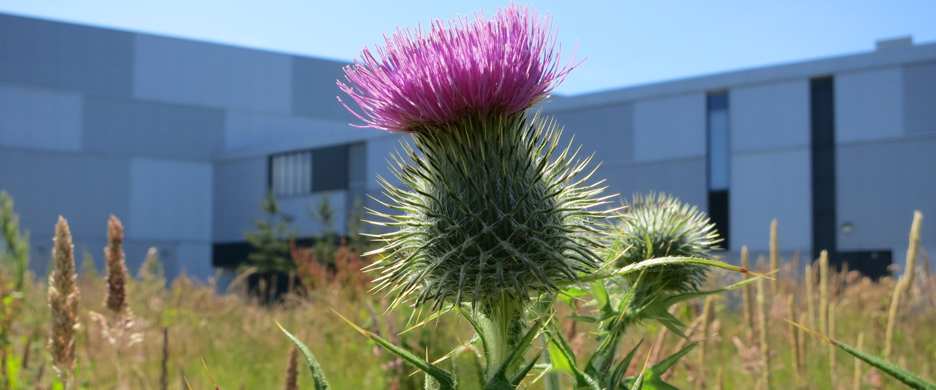 A thistle (Cirsium vulgare) at the National Museums Collection Centre  © Ashleigh Whiffin