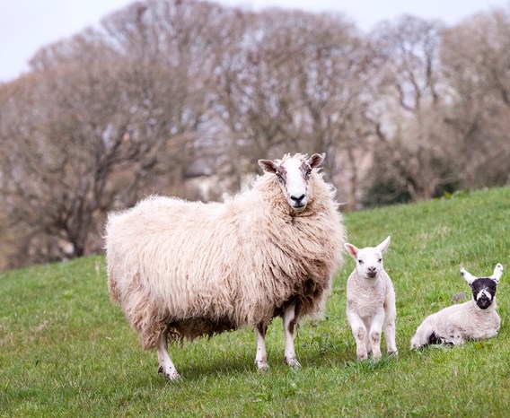 A sheep and two lambs in a grassy field. 