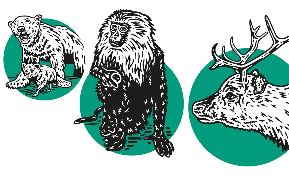 Stylised illustration of a bear, a monkey, and a reindeer