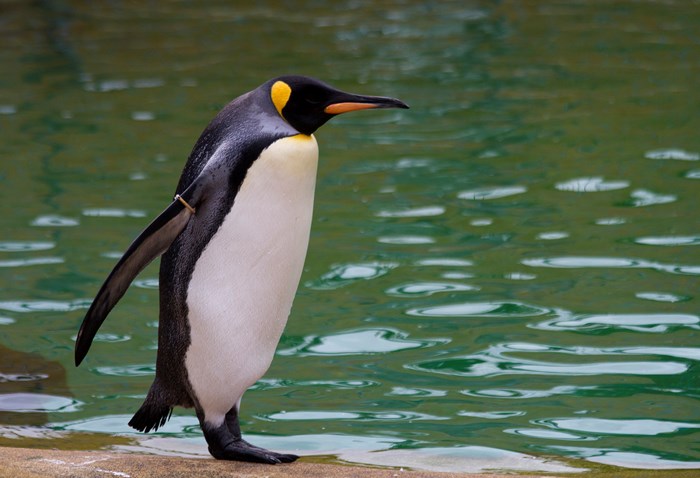 A king penguin standing next to a body of water.