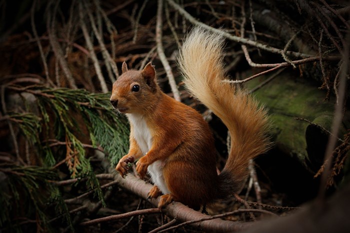 A red squirrel standing on a tree branch