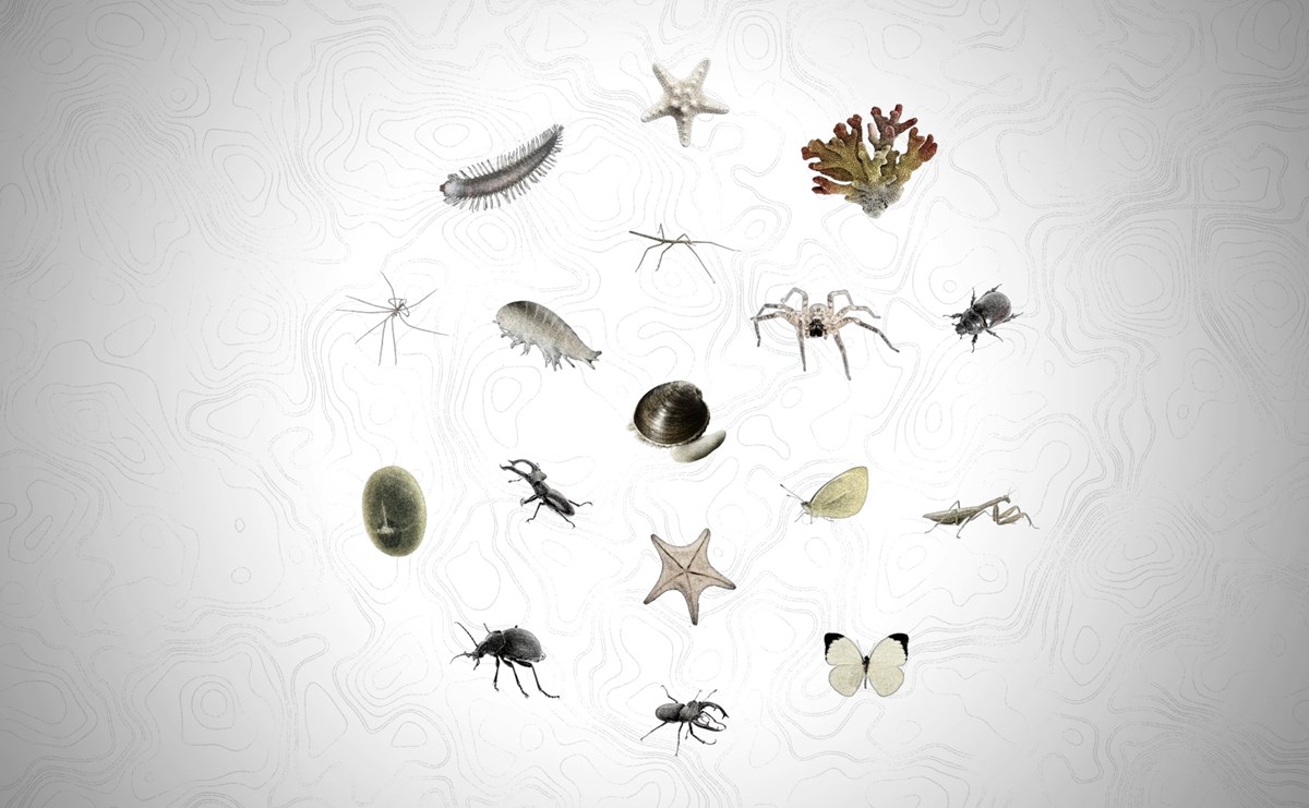 Various Invertebrates