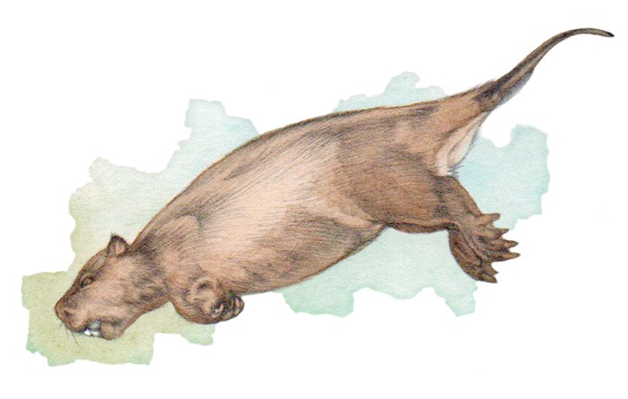 Illustration of a beaver.
