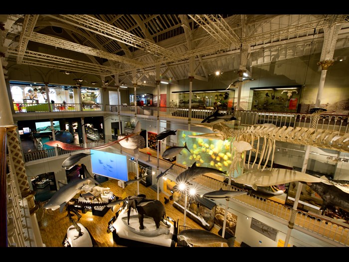 The Animal World gallery at the National Museum of Scotland.