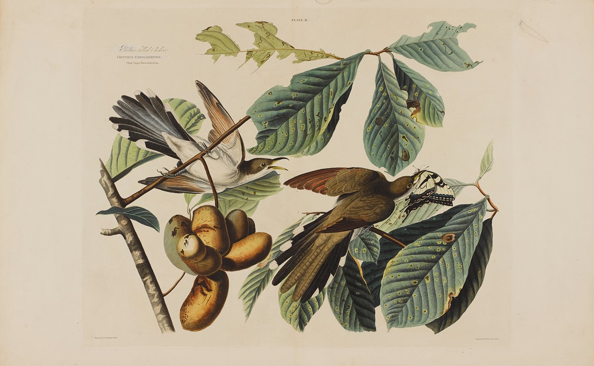 Print Depicting Yellow Billed Cuckoo From Birds Of America, By John James Audubon. Image © National Museums Scotland Edit