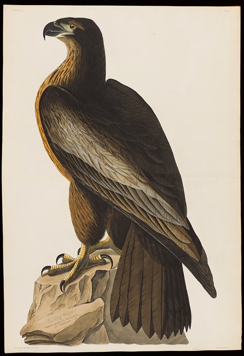 Illustration of an eagle.