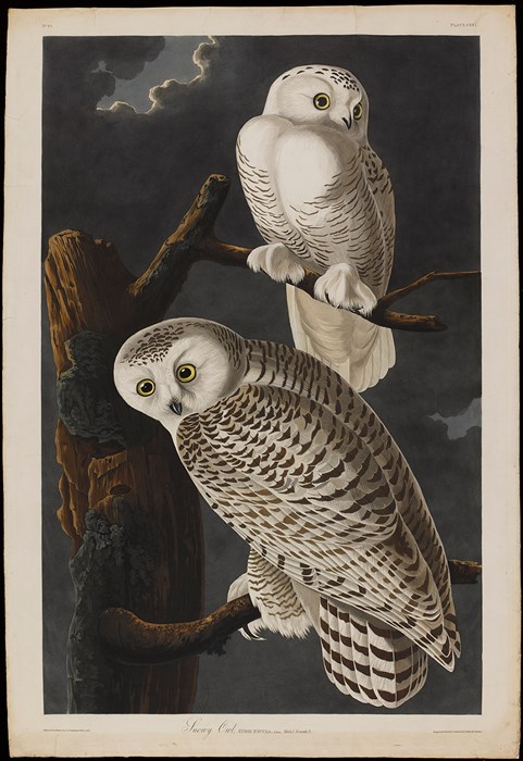 Illustration of snowy owls.