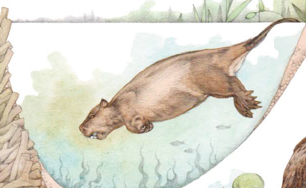 Illustration of a beaver diving into water.