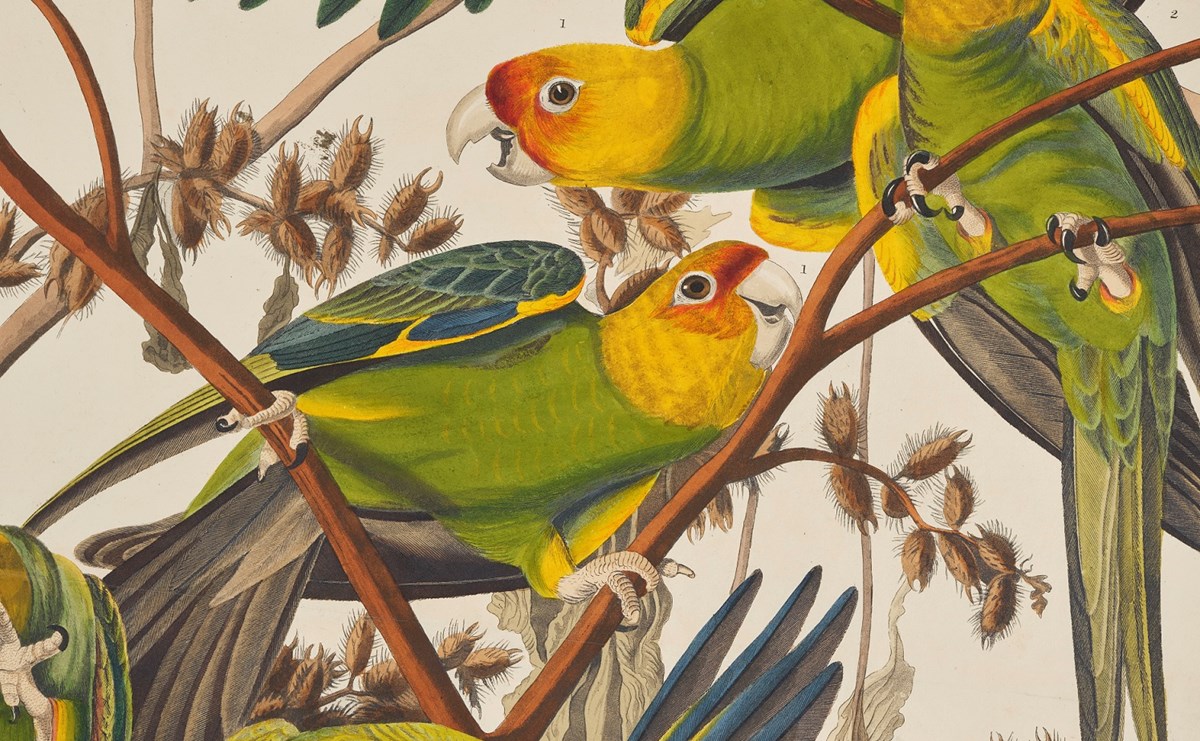 Detail From A Print Depicting Carolina Parrots From Birds Of America, By John James Audubon. Image © National Museums Scotland