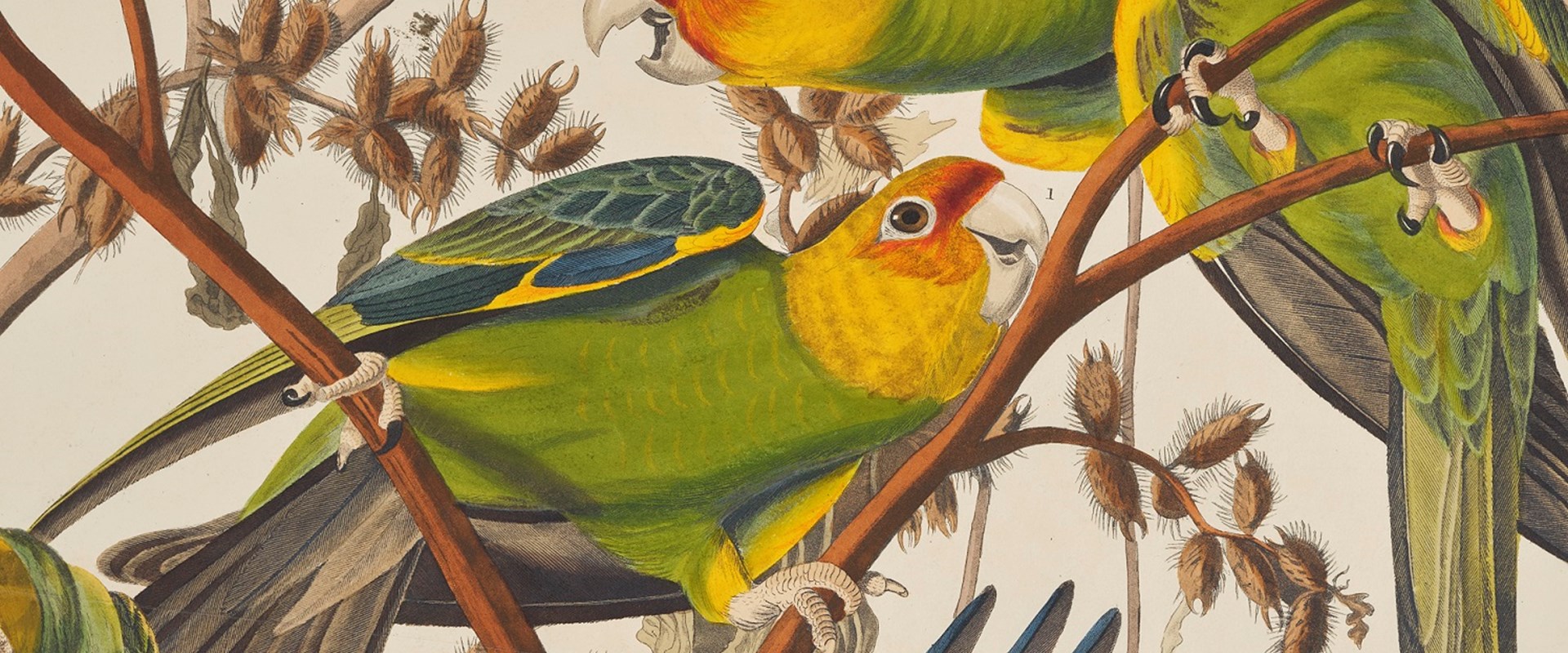 Detail From A Print Depicting Carolina Parrots From Birds Of America, By John James Audubon. Image © National Museums Scotland