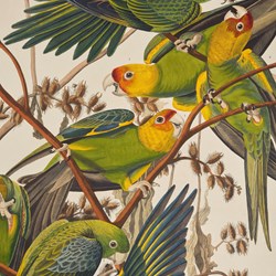 Detail From A Print Depicting Carolina Parrots From Birds Of America, By John James Audubon.