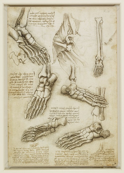 Drawings of foot and shoulder bones from different angles with handwritten notes.