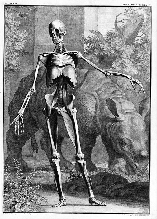 Illustration of a skeleton standing in front of a rhinoceros.