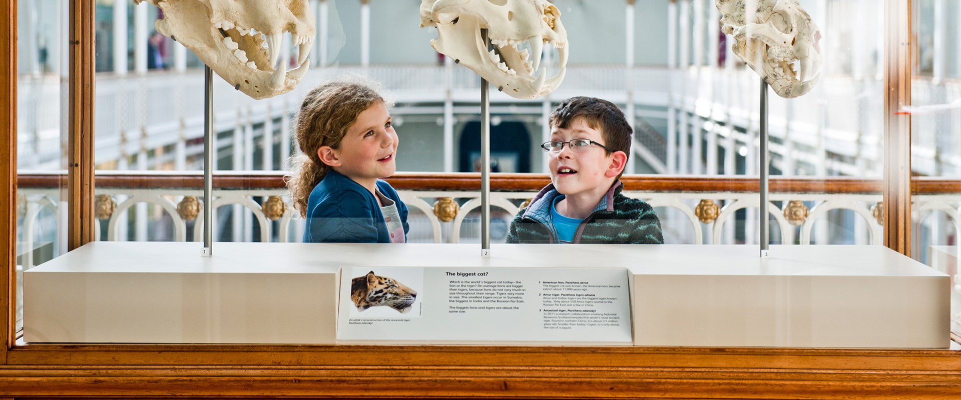 Two kids looking at big cat skulls in a glass case.