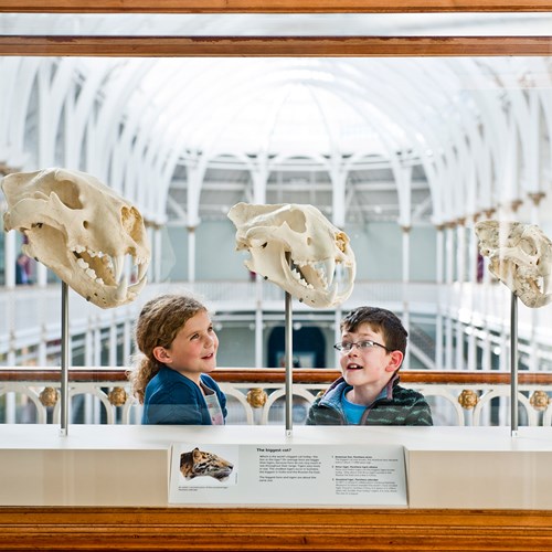 Two kids looking at big cat skulls in a glass case.