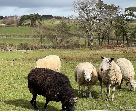 Five sheep standing in a green field. Four white sheep and one black sheep.