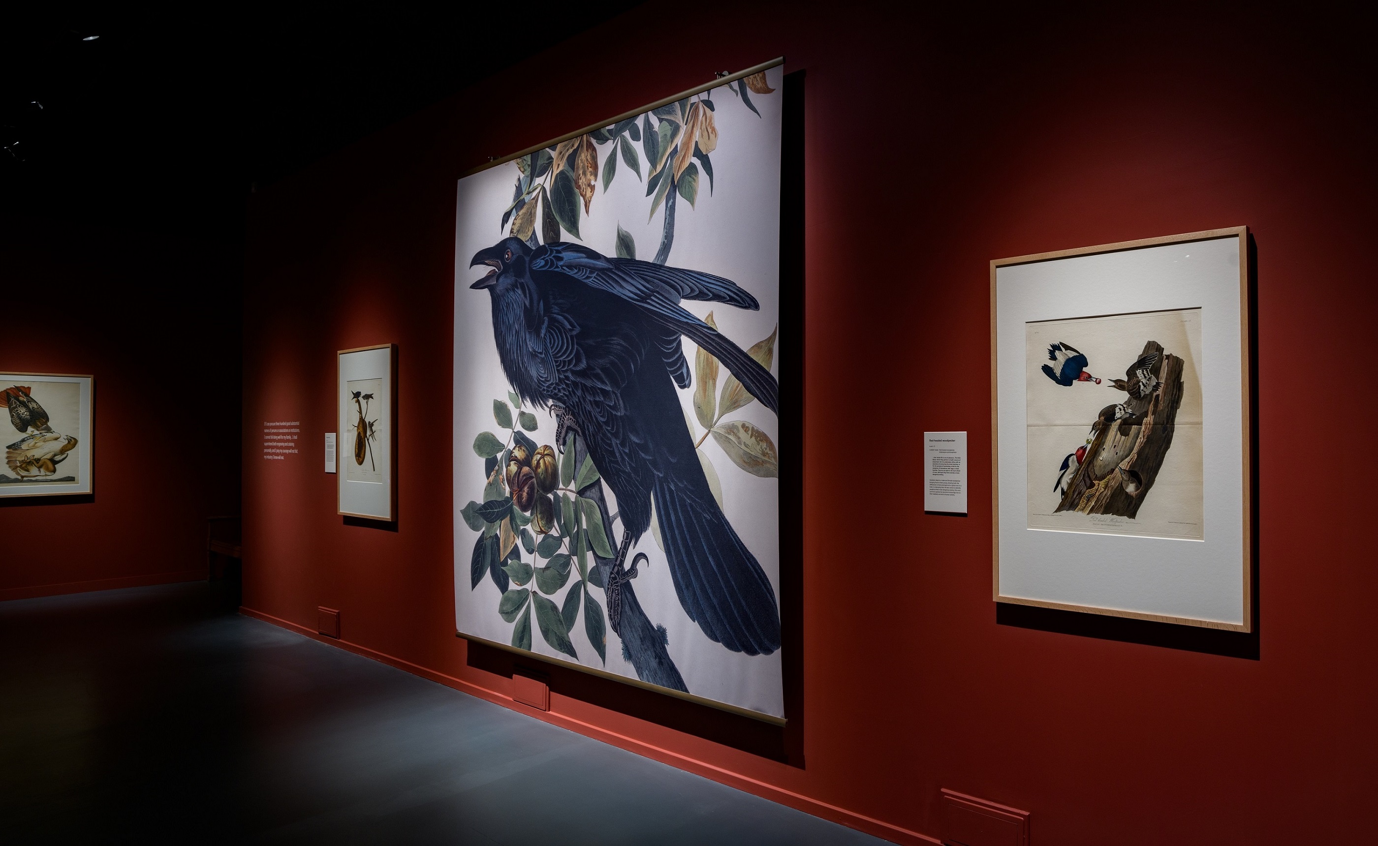 Audubon's Birds of America, March 2022. National Museum of Scotland, Edinburgh. © Andy Catlin