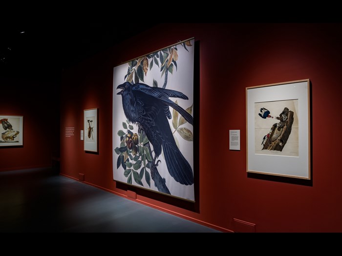 Audubon's Birds Of America Tue 15 March 2022 National Museum Of Scotland, Edinburgh (© Photographer Andy Catlin Www.Andycatlin.Com) 99 Pano